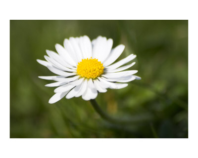 White+daisy+flower+pictures