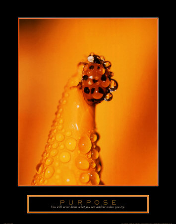 Purpose: Ladybug Print Purpose: Ladybug Print