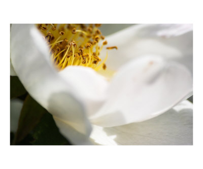 white rose flowers pictures. Cream white rose flower close