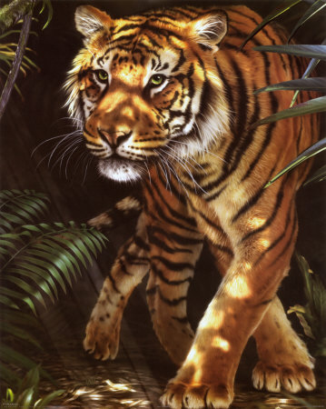 Tiger (Illustration) Poster Tiger (Illustration) Poster
