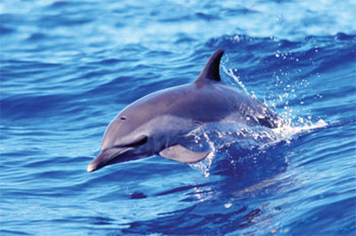 Dolphin (Solo) Poster Dolphin (Solo) Poster