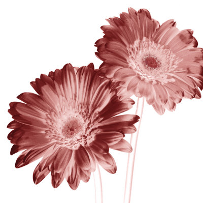 Red Daisies Print Red Daisies Print