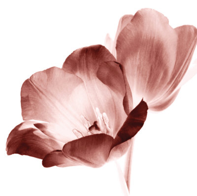 Red Tulips Print Red Tulips Print