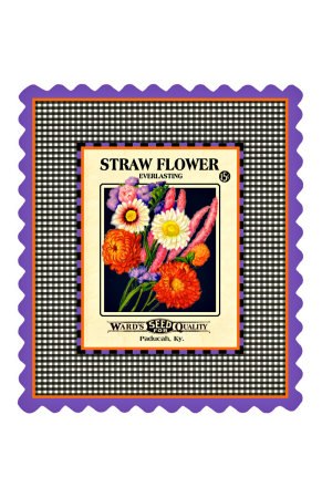 Strawflower Seed Pack Giclee Print Strawflower Seed Pack Giclee Print