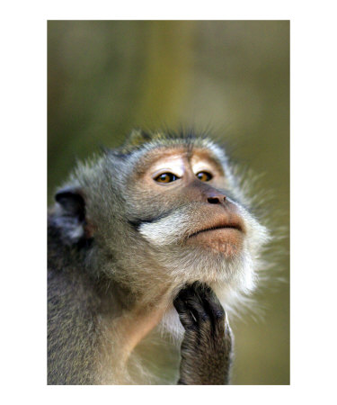 Deep In Thought Photographic Print Deep In Thought Photographic Print