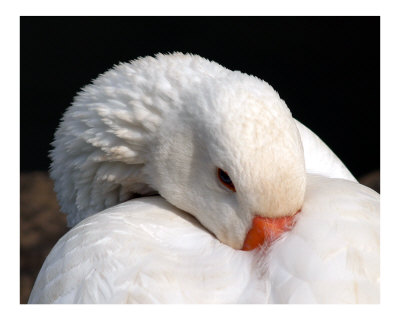 You don't scare me! Photographic Print You don't scare me! Photographic Print