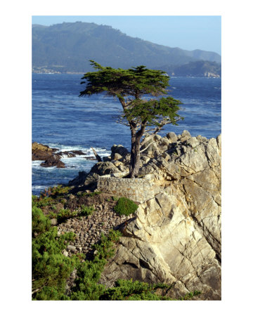 Lone Cypress Photographic Print Lone Cypress Photographic Print