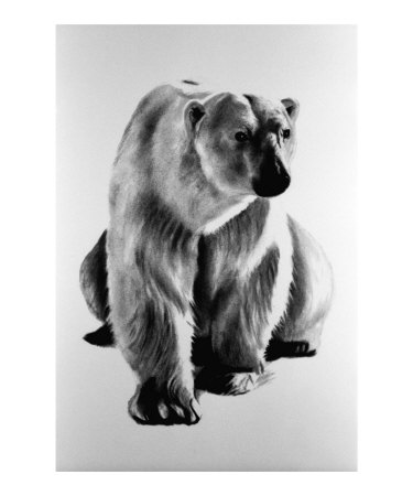 Polar Bear Giclee Print Polar Bear Giclee Print