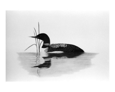 Minnesota Loon Giclee Print Minnesota Loon Giclee Print