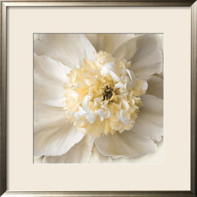 Peony Praise Framed Print Peony Praise Framed Print
