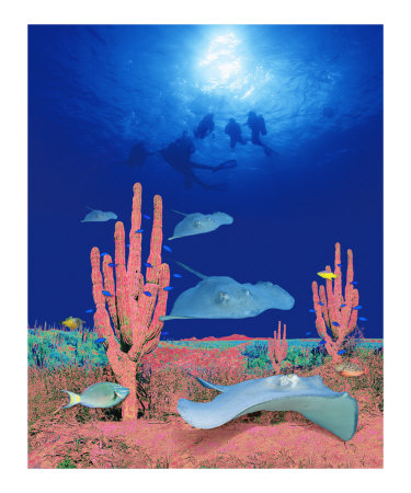 catus fish Photographic Print catus fish Photographic Print