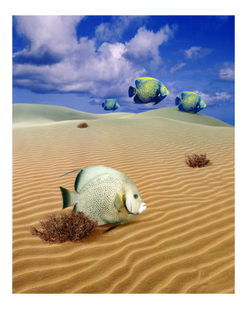 desert fish Photographic Print desert fish Photographic Print