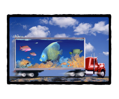 trucking big fish Photographic Print trucking big fish Photographic Print