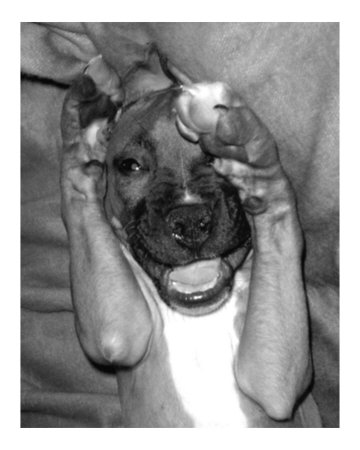funny puppy. Funny Puppy II Photographic