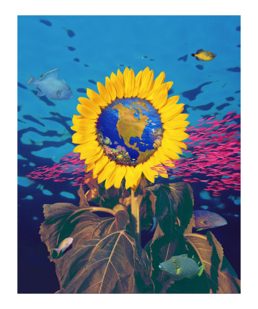 sunflower globe Photographic Print sunflower globe Photographic Print