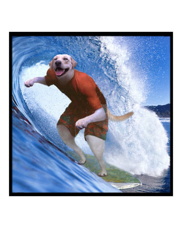 dog gone surfer Photographic Print dog gone surfer Photographic Print