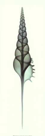 Tibia Print Tibia Print