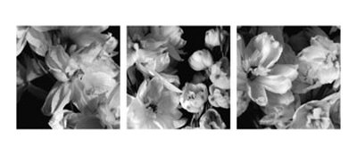 Delphiniums Print Delphiniums Print