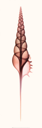 Tibia Print Tibia Print