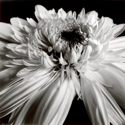 Gerbera Print Gerbera Print