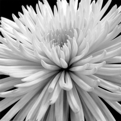 Mum Print Mum Print