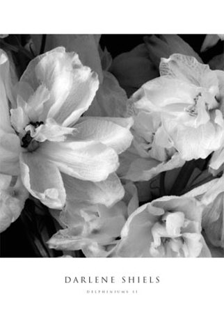 Delphiniums II Print Delphiniums II Print