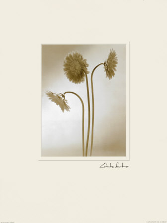 Gerbera Print Gerbera Print