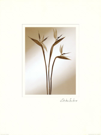 Strelitzia Print Strelitzia Print