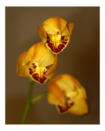Yellow Orchid Photographic Print Yellow Orchid Photographic Print