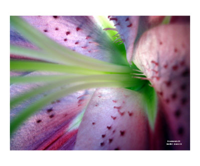 Fragments Four Photographic Print Fragments Four Photographic Print