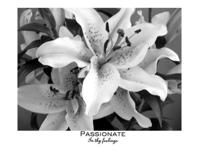 Passionate Photographic Print Passionate Photographic Print