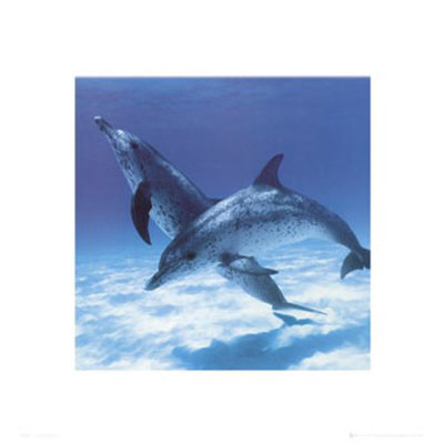 Harmony Print Harmony Print