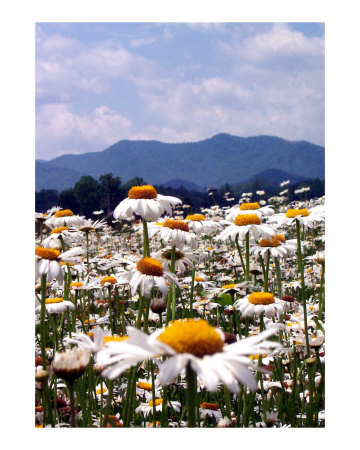 Dancin' Daises Photographic Print Dancin' Daises Photographic Print