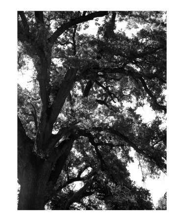 bw tree art 5 Photographic Print bw tree art 5 Photographic Print