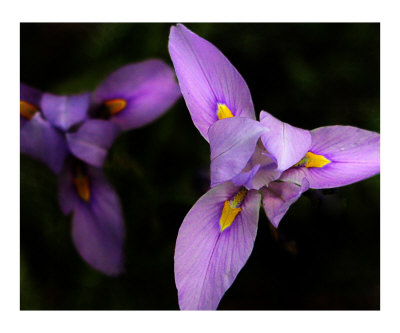 Wink of Daybreak Photographic Print Wink of Daybreak Photographic Print