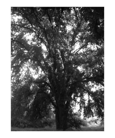 bw tree art 4 Photographic Print bw tree art 4 Photographic Print