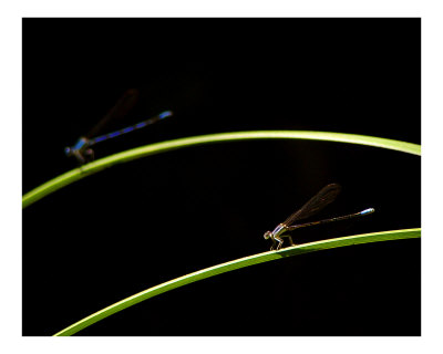 Twin Dragons Photographic Print Twin Dragons Photographic Print