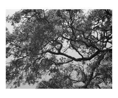 bw tree art 7 Photographic Print bw tree art 7 Photographic Print