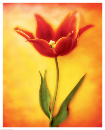 Tulip I Giclee Print Tulip I Giclee Print
