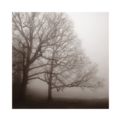 Serenity Print Serenity Print