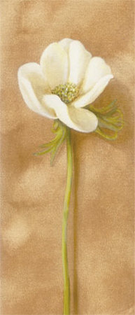 White Flower Print White Flower Print