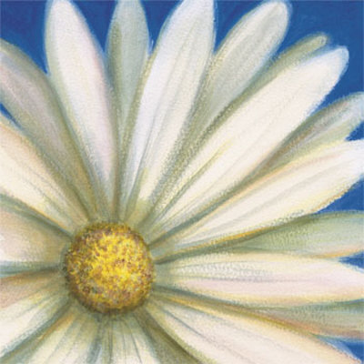 White Daisy Print White Daisy Print