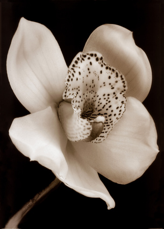 black and white flowers. White and Black Speckled