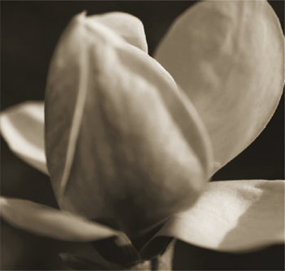 White Flower Print White Flower Print