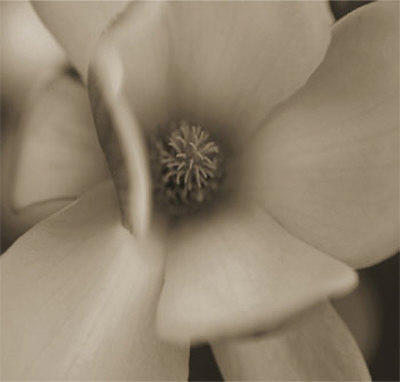White Flower Print White Flower Print
