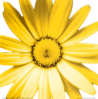 Yellow Daisy Print Yellow Daisy Print