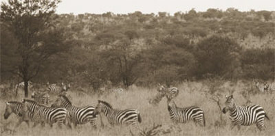 Zebras Print Zebras Print