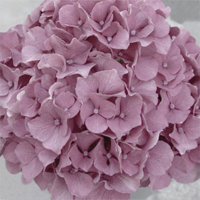 Pink Flower Print Pink Flower Print