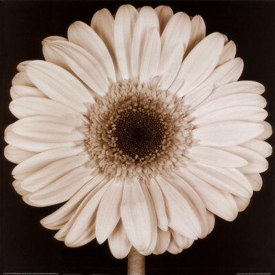 White Flower Print White Flower Print