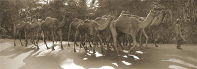 Camels and Man Print Camels and Man Print